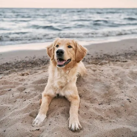 Lägenhet 5 Sterne Grosse Strandperle Fuer Ihren Urlaub Zwischen Ostsee Und Bodden
